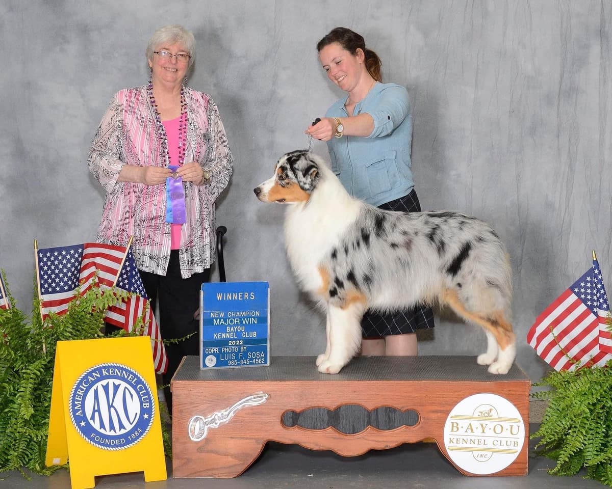 Australian Shepherd Puppies breeder image 18