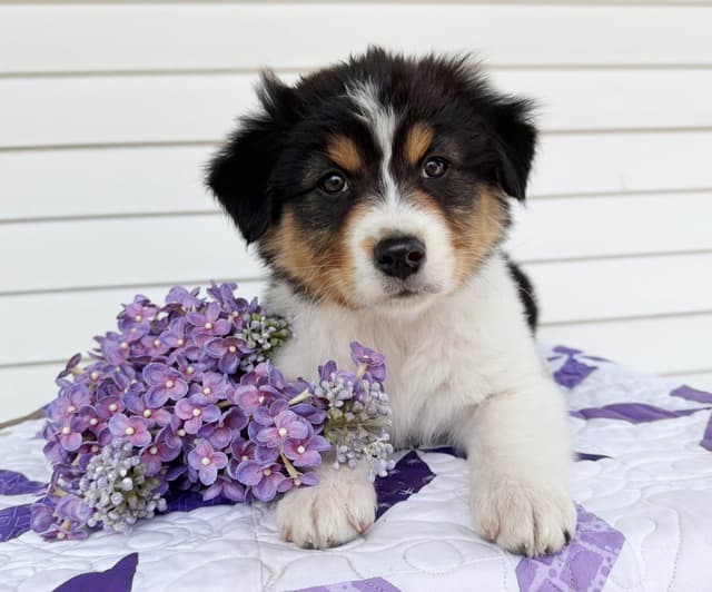 Australian Shepherd Puppies media 2