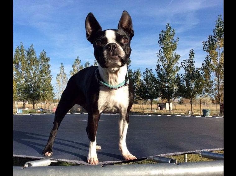 Boston Terrier Puppies breeder image 12