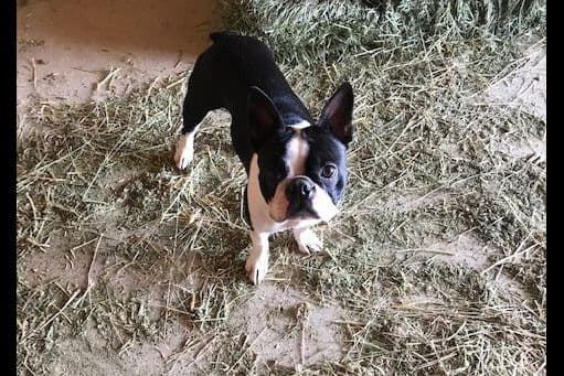 Boston Terrier Puppies breeder image 11