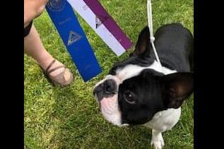 Boston Terrier Puppies breeder image 10