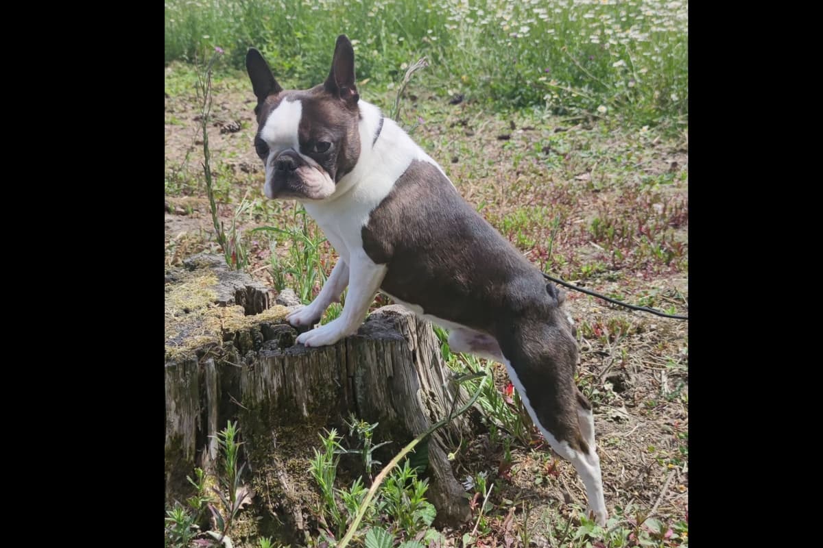 Boston Terrier Puppies breeder image 7