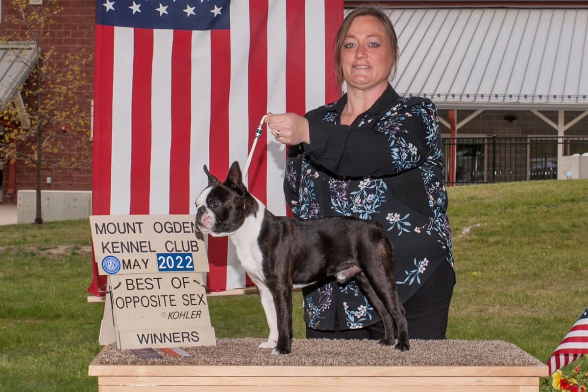 Boston Terrier Puppies breeder image 2