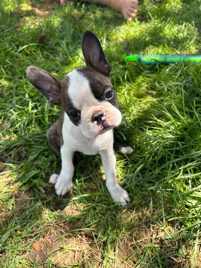Boston Terrier Puppies media 2