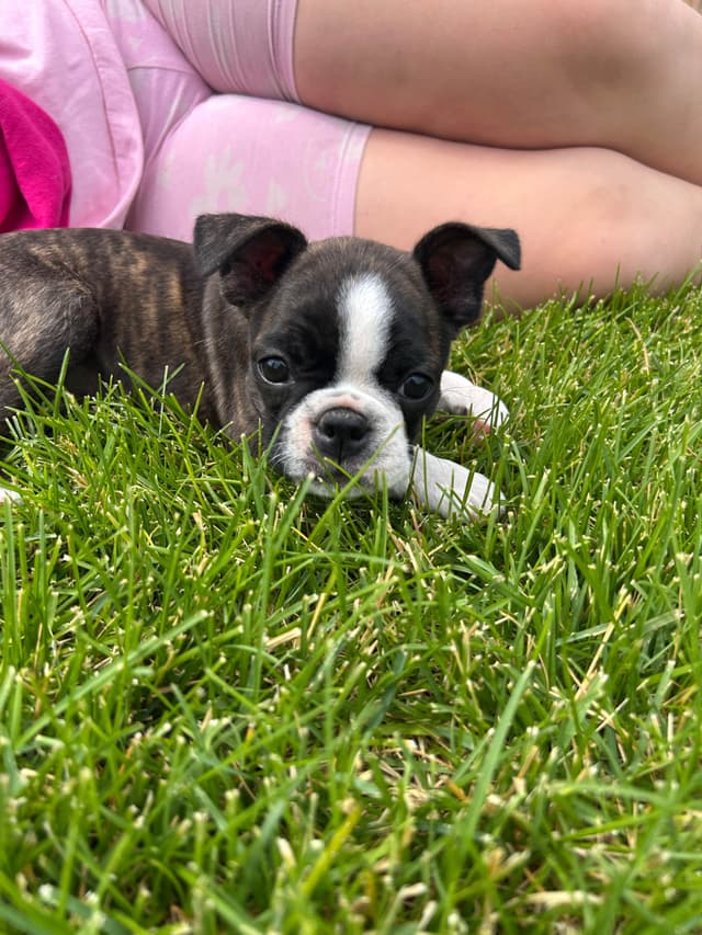 Boston Terrier Puppies media 3