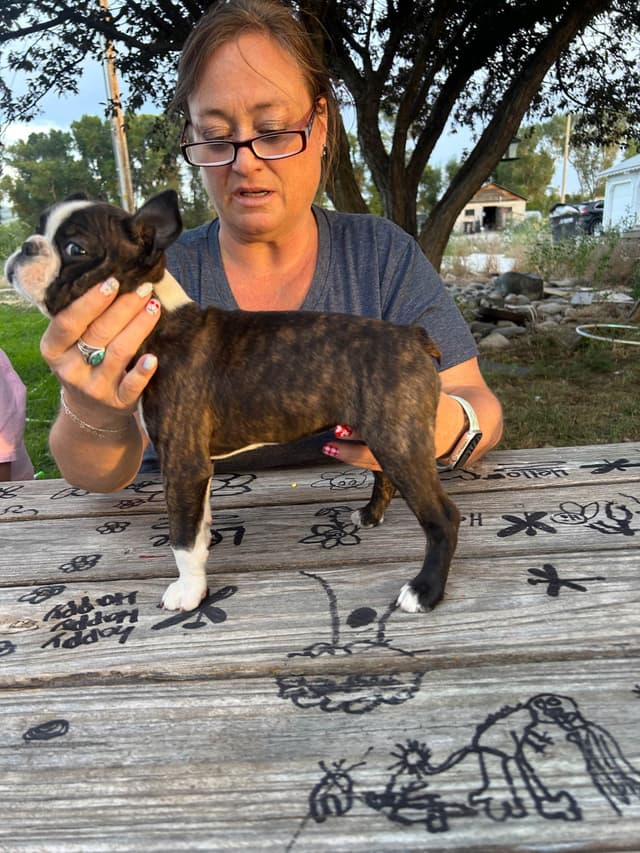 Boston Terrier Puppies media 4