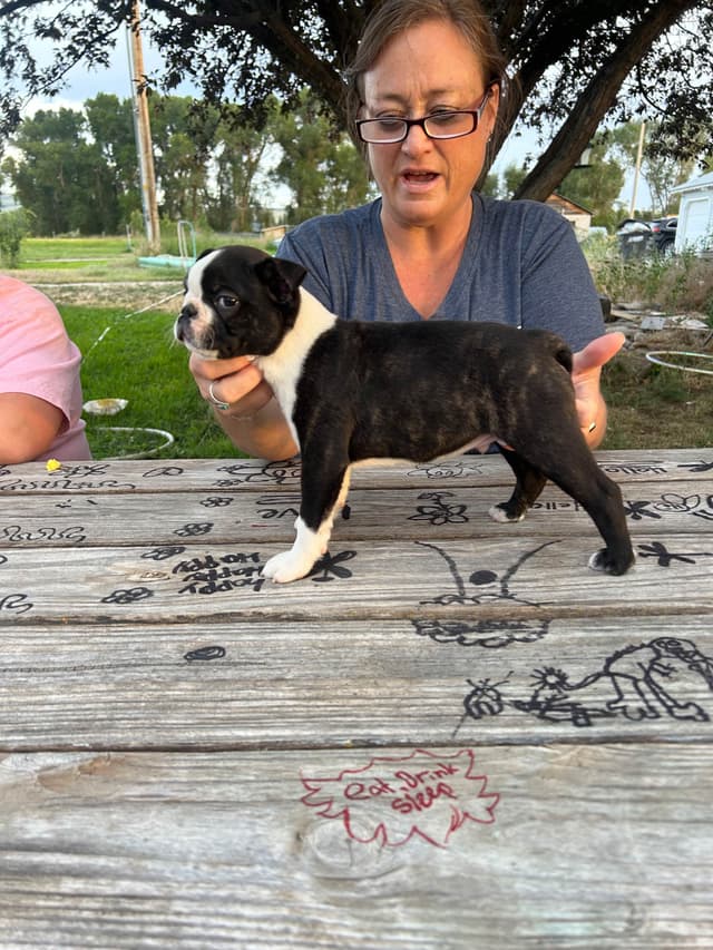 Boston Terrier Puppies media 5