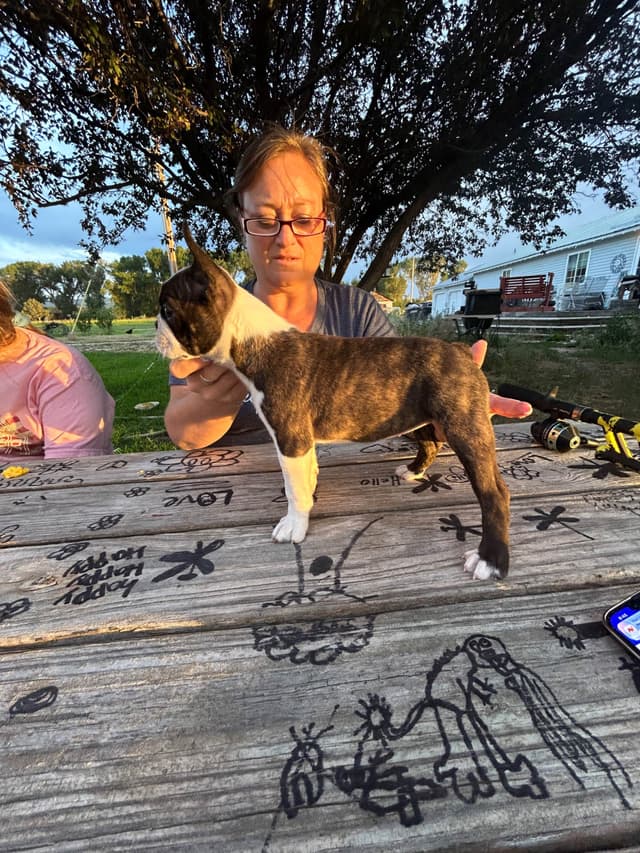 Boston Terrier Puppies media 6