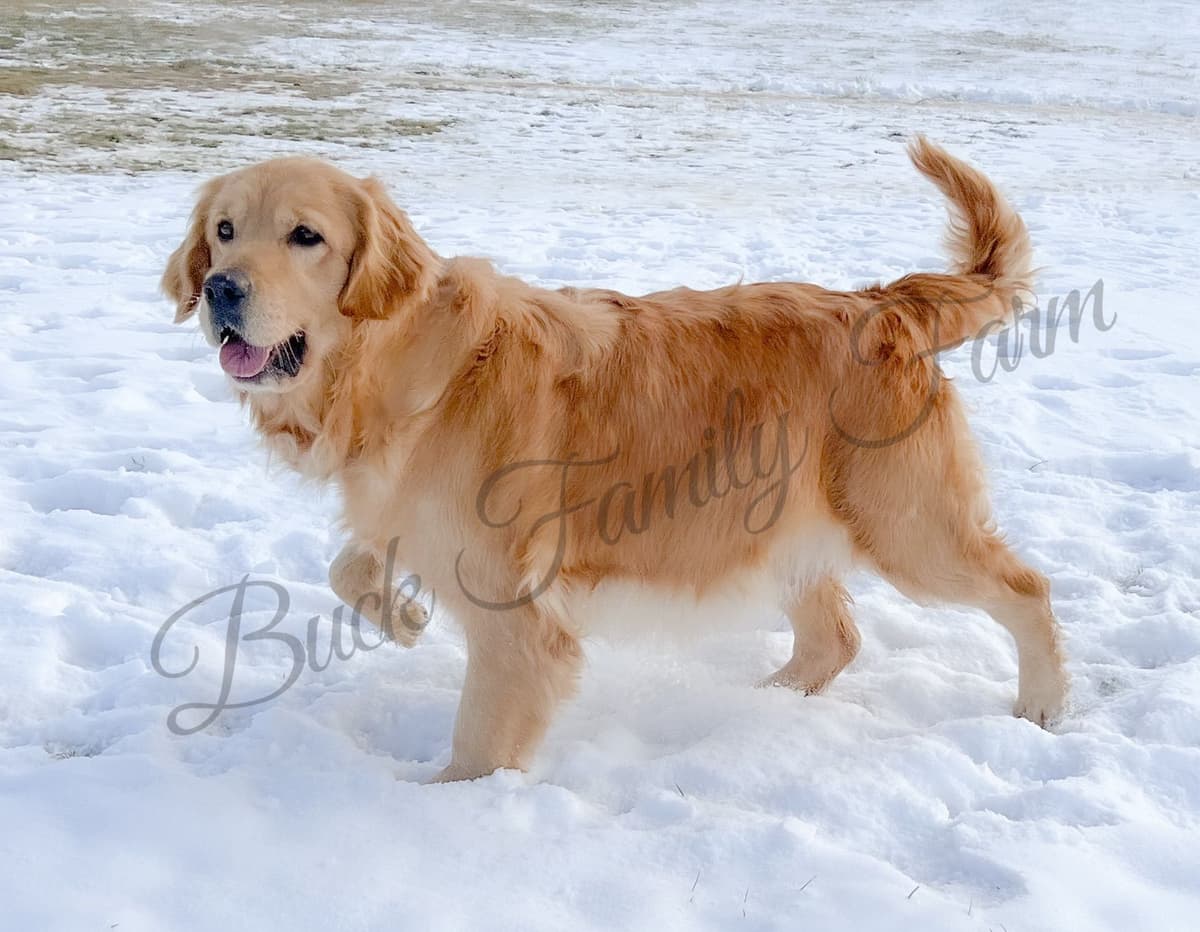Golden Retriever Puppies breeder image 1