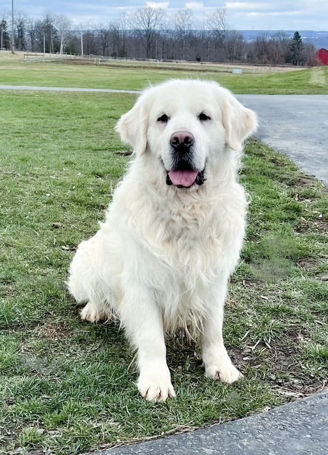 Golden Retriever Puppies breeder image 2