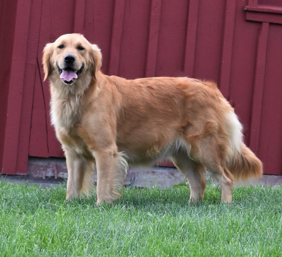 Golden Retriever Puppies breeder image 4