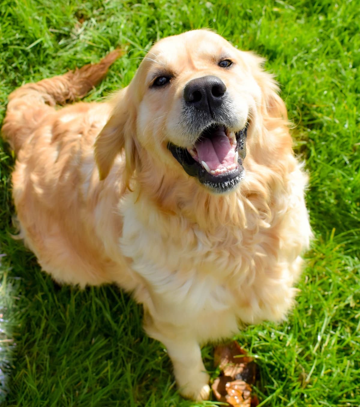 Golden Retriever Puppies breeder image 6