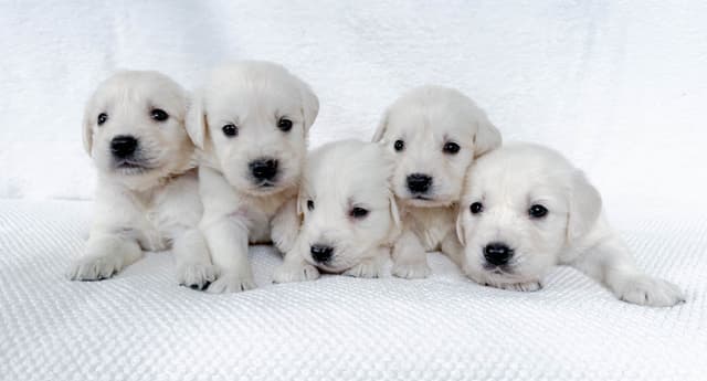 Golden Retriever Puppies media 2