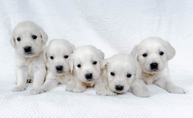 Golden Retriever Puppies media 3