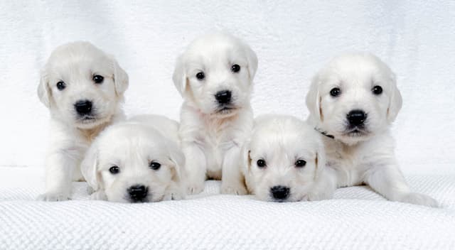 Golden Retriever Puppies media 5