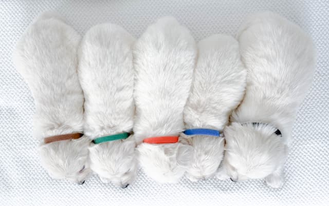 Golden Retriever Puppies media 6