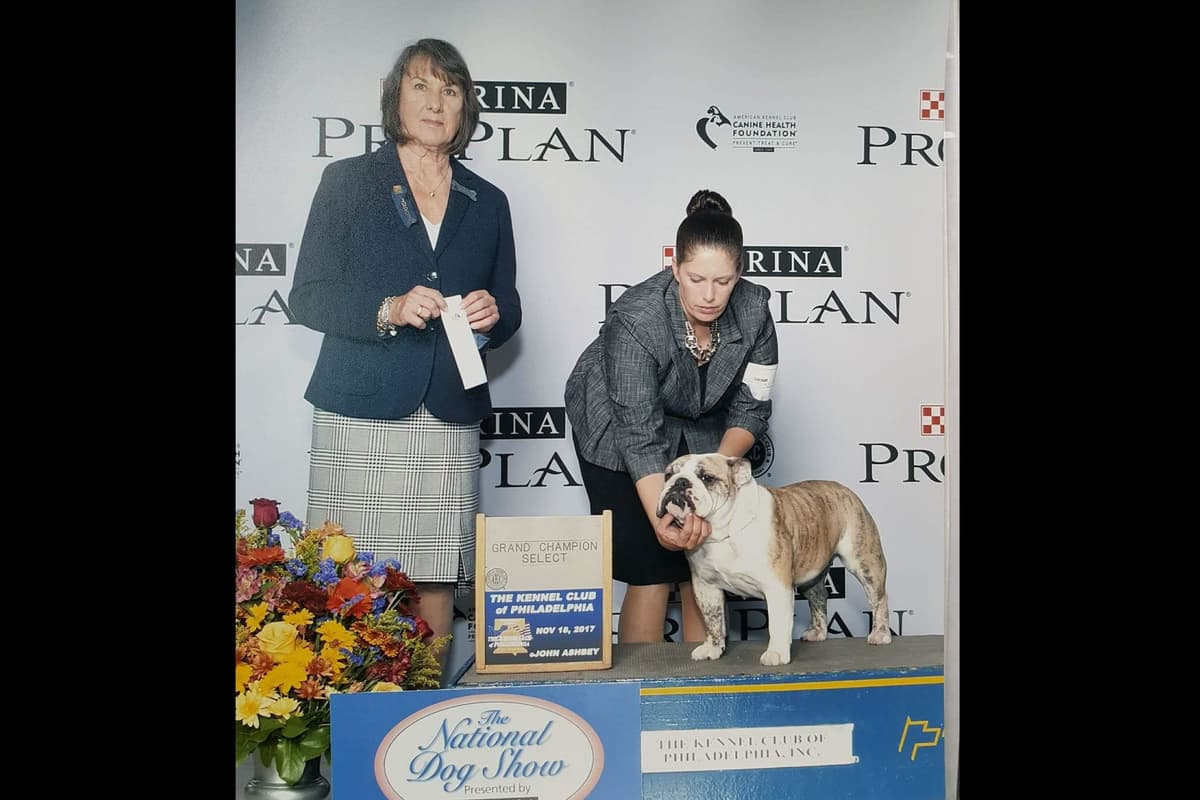 ๐ธ Meet Hope โ AKC English Bulldog Girl ๐ธ breeder image 1