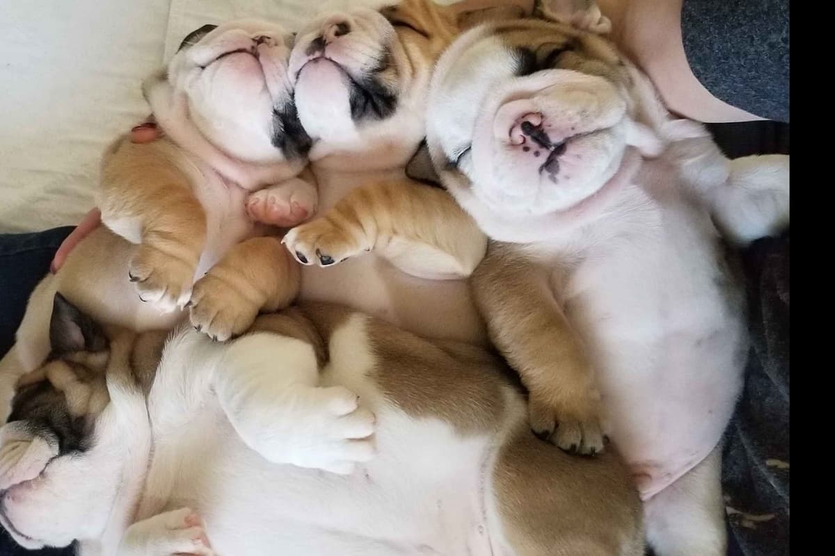๐ธ Meet Hope โ AKC English Bulldog Girl ๐ธ breeder image 2