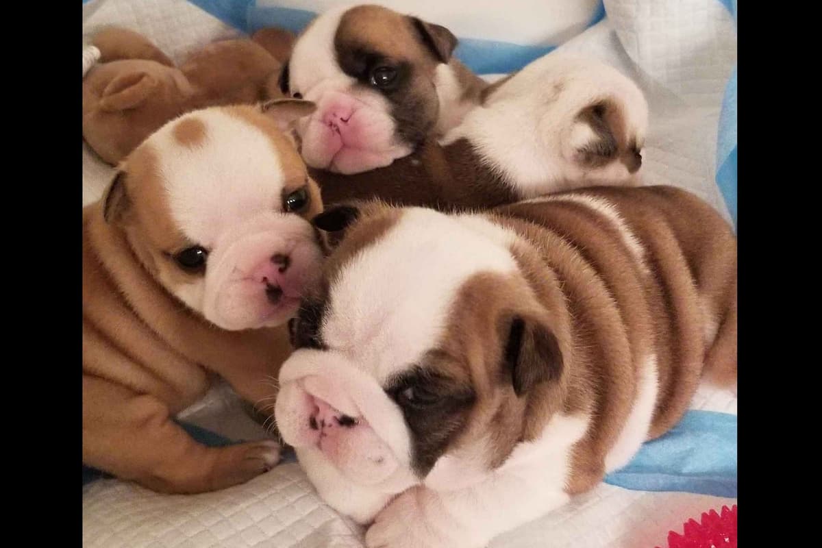 ๐ธ Meet Hope โ AKC English Bulldog Girl ๐ธ breeder image 3