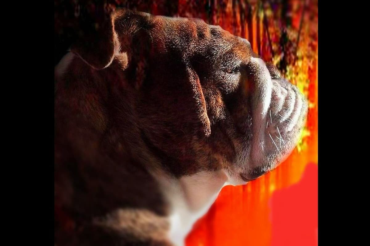 ๐ธ Meet Hope โ AKC English Bulldog Girl ๐ธ breeder image 5