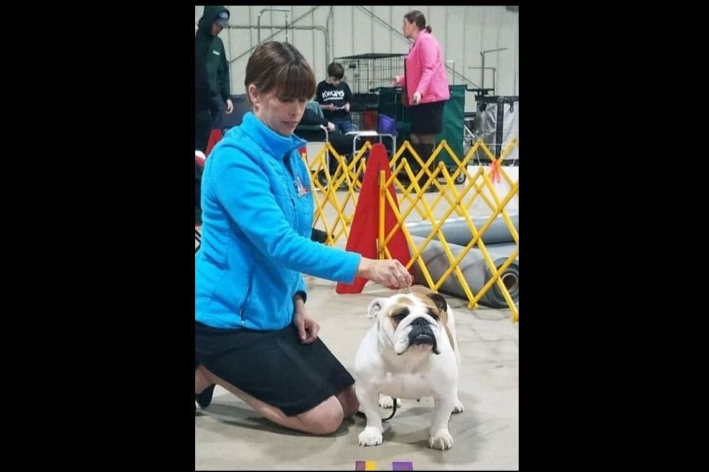 ๐ธ Meet Hope โ AKC English Bulldog Girl ๐ธ breeder image 8