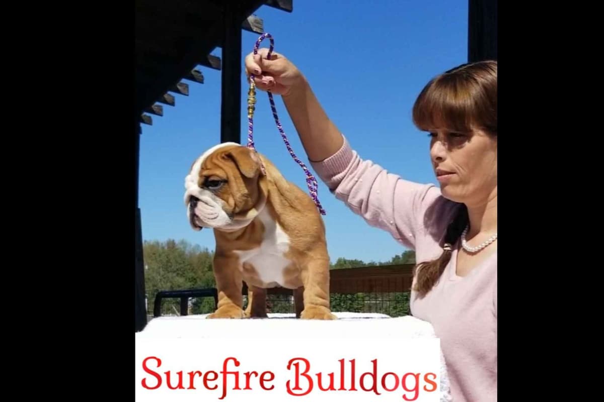 ๐ธ Meet Hope โ AKC English Bulldog Girl ๐ธ breeder image 10