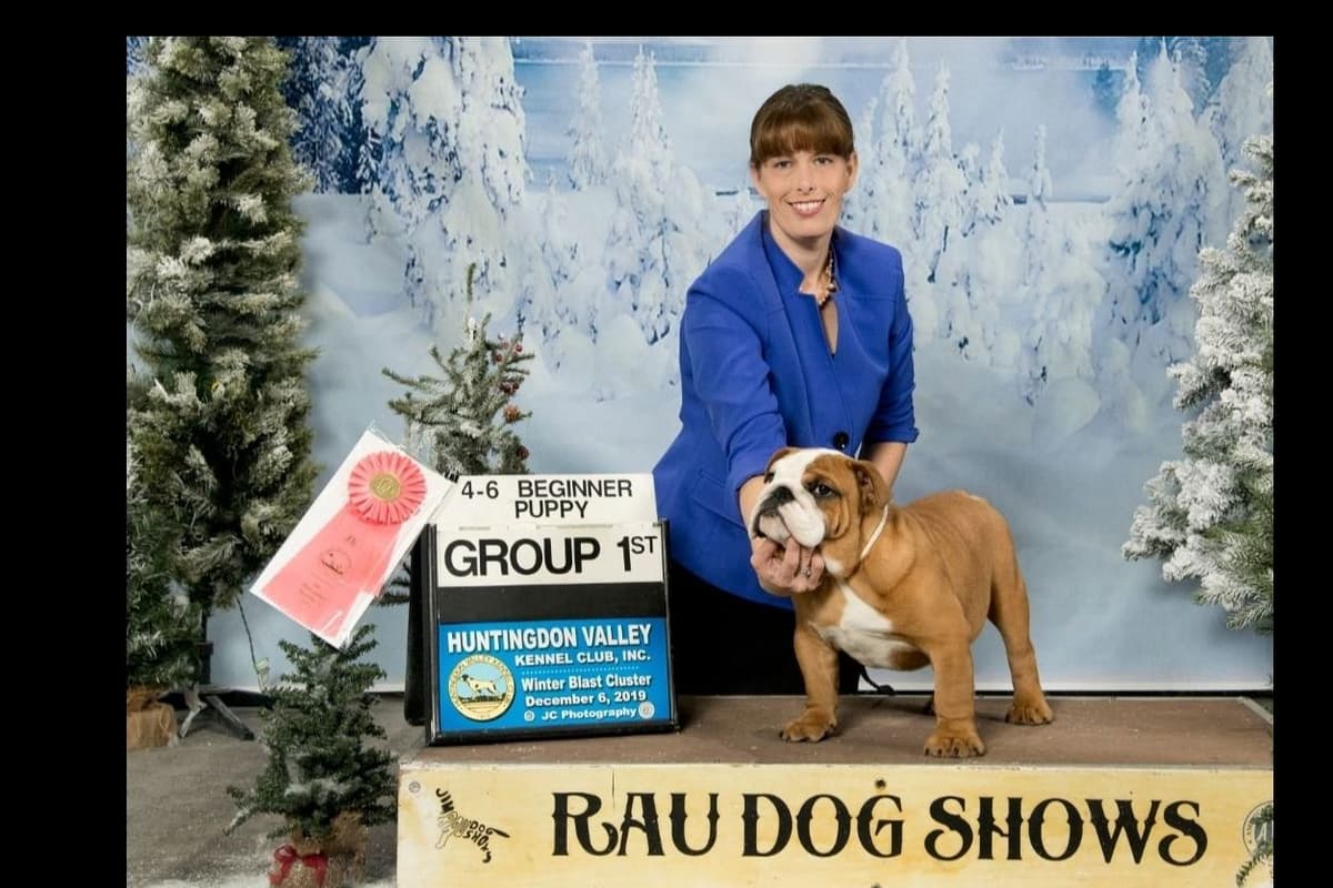 ๐ธ Meet Hope โ AKC English Bulldog Girl ๐ธ breeder image 11
