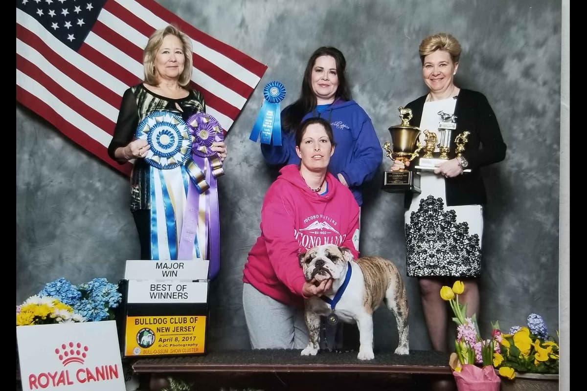 ๐ธ Meet Hope โ AKC English Bulldog Girl ๐ธ breeder image 12