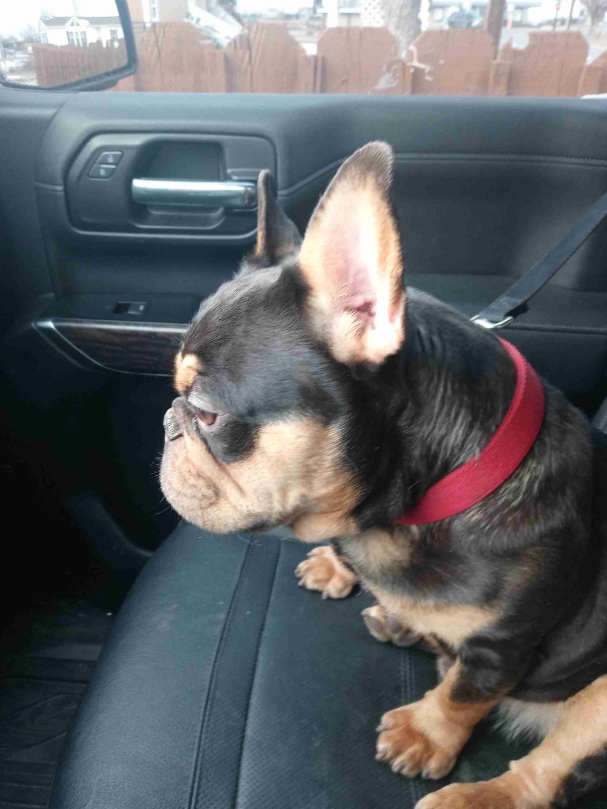 French Bulldog Puppies breeder image 1