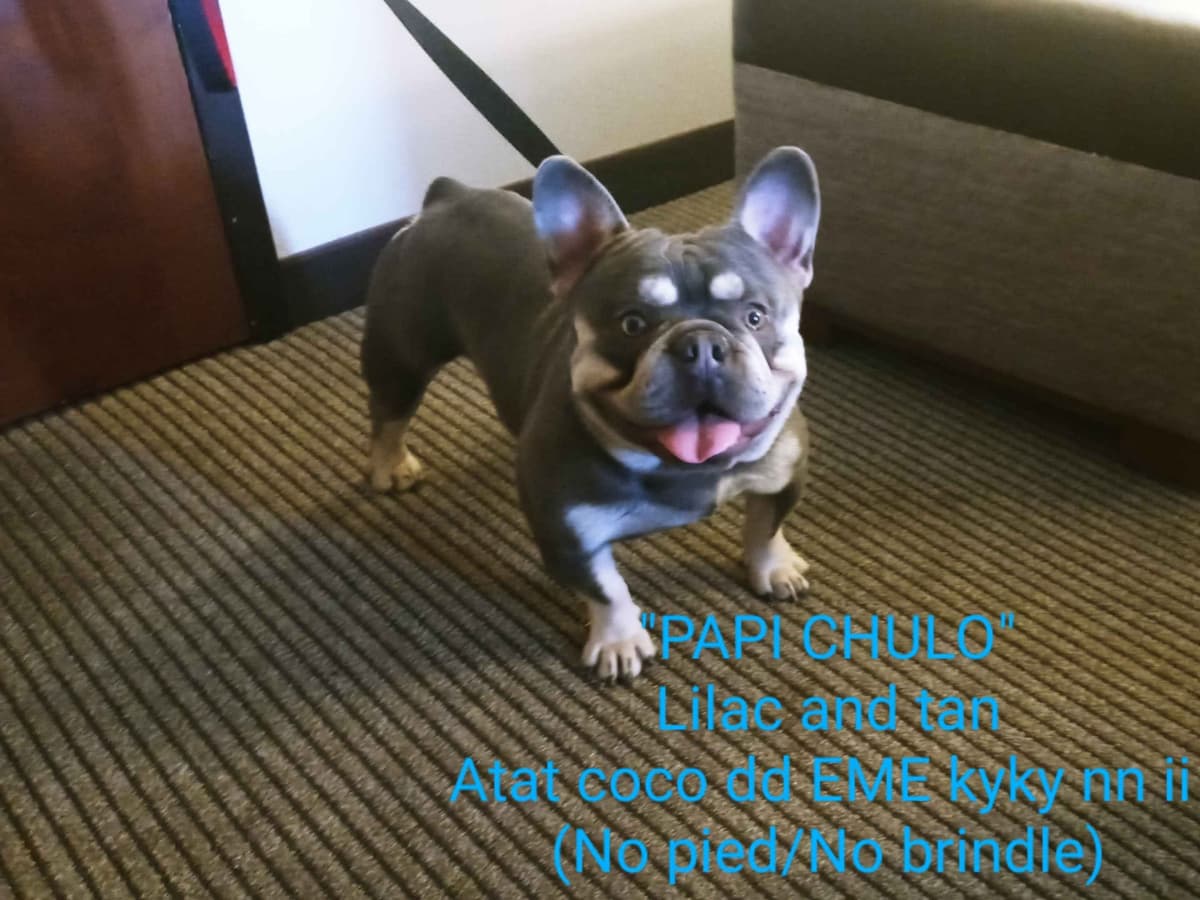 French Bulldog Puppies breeder image 2