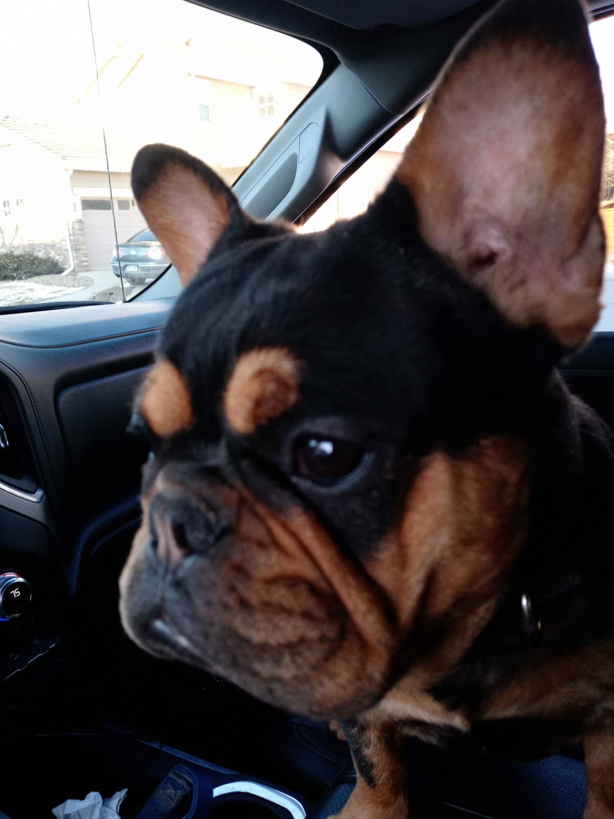 French Bulldog Puppies breeder image 3