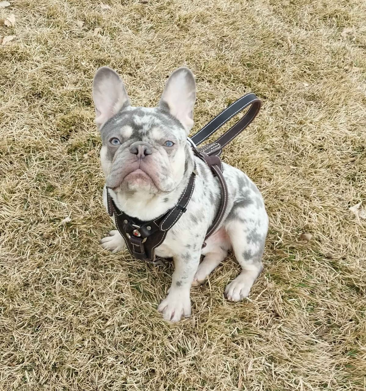 French Bulldog Puppies breeder image 10
