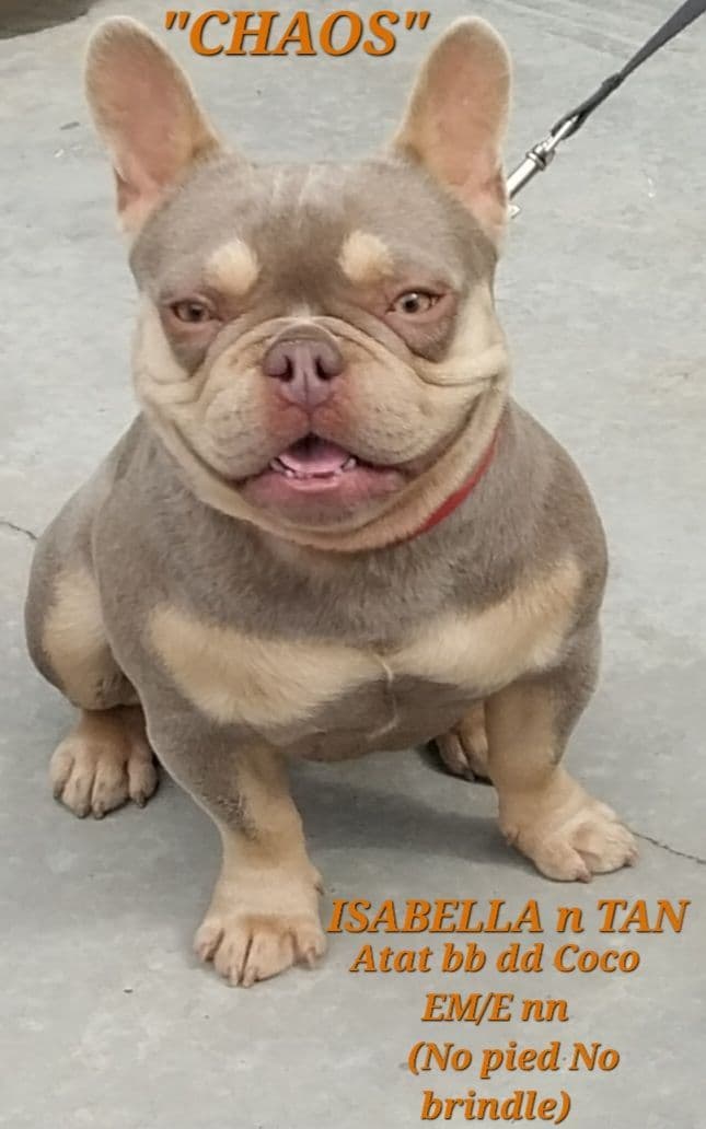 French Bulldog Puppies breeder image 9