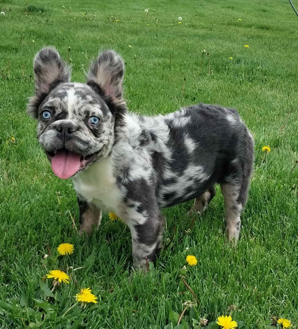 French Bulldog Puppies breeder image 11
