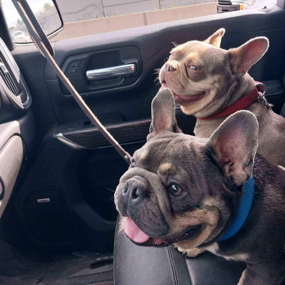 French Bulldog Puppies breeder image 12