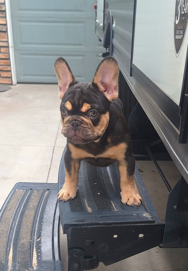 French Bulldog Puppies media 2