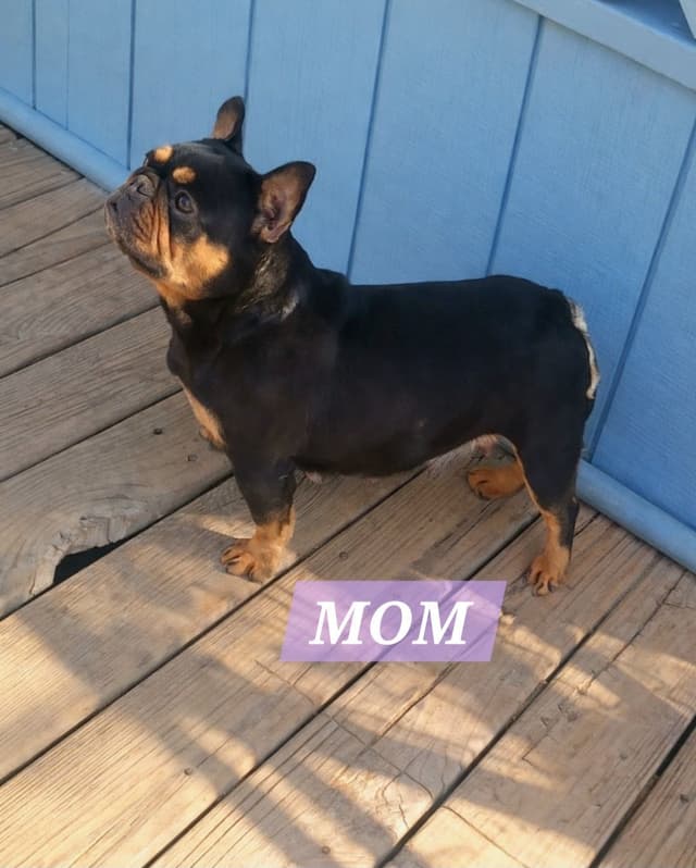 French Bulldog Puppies media 9