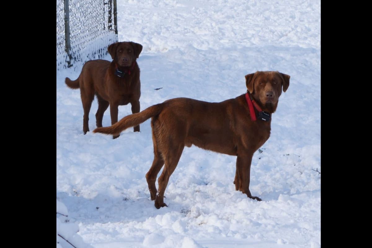 Labrador Retriever Puppies breeder image 1