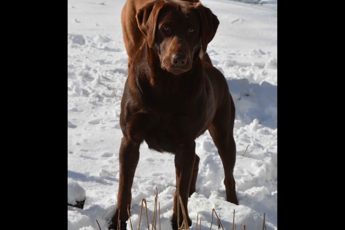 Labrador Retriever Puppies breeder image 2