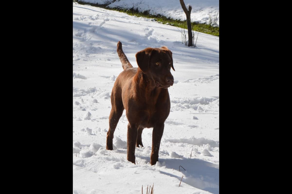 Labrador Retriever Puppies breeder image 3
