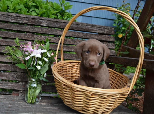 Labrador Retriever Puppies media 3