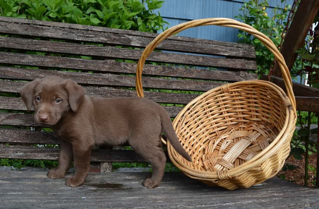 Labrador Retriever Puppies media 4