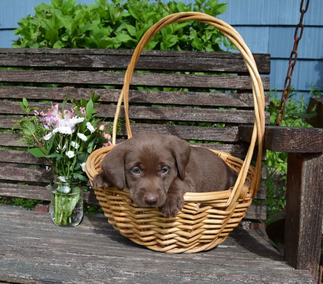 Labrador Retriever Puppies media 8