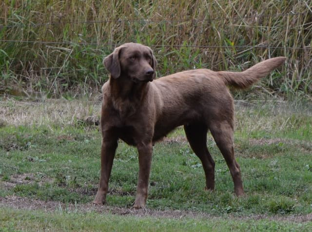 Labrador Retriever Puppies media 9