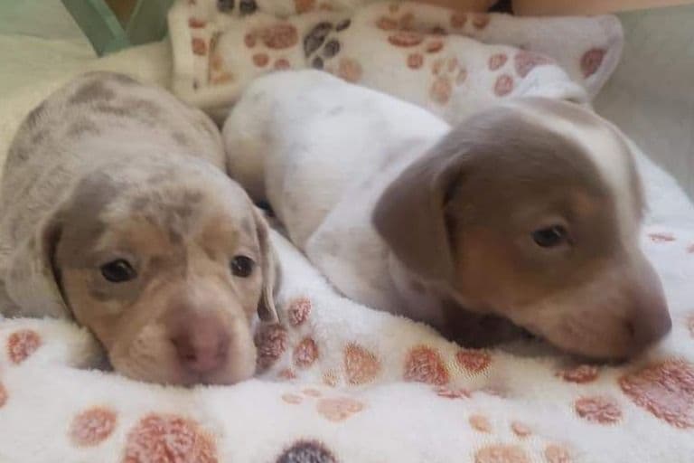 Dachshund Puppies breeder image 1