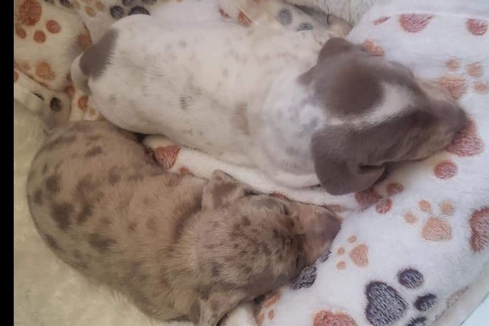 Dachshund Puppies breeder image 2