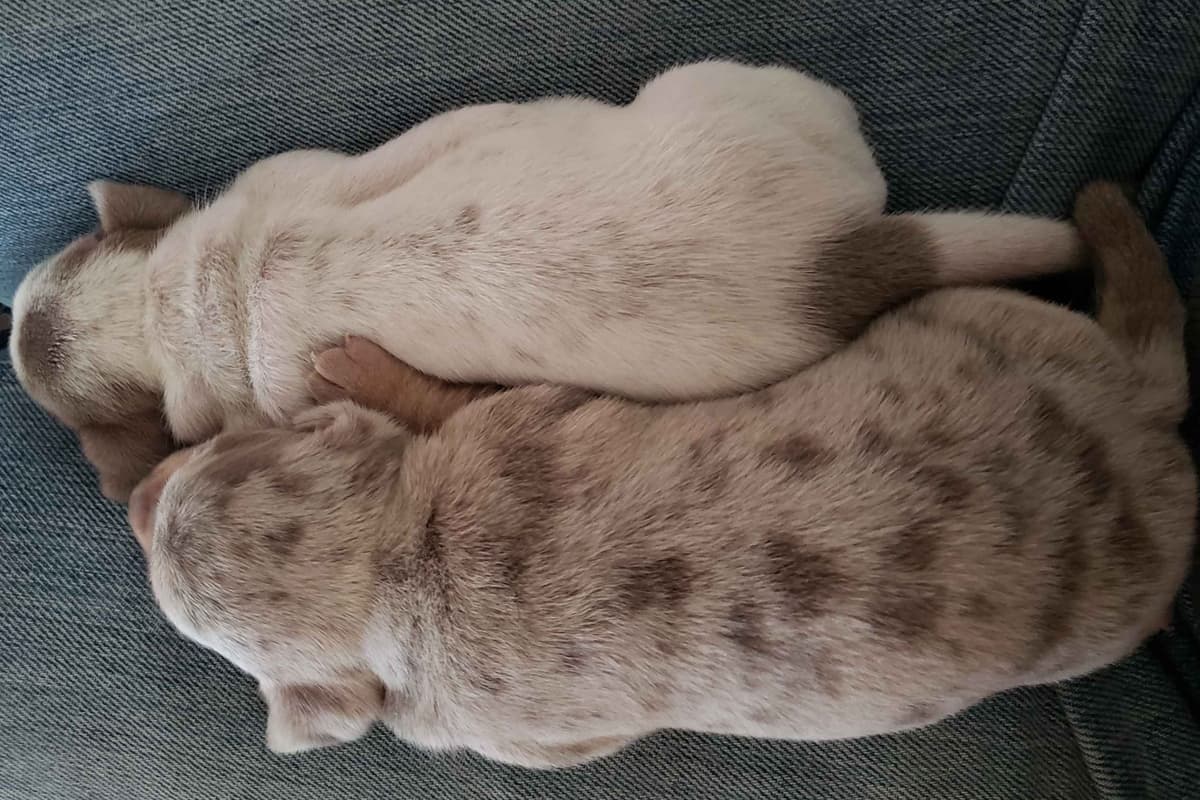 Dachshund Puppies breeder image 5