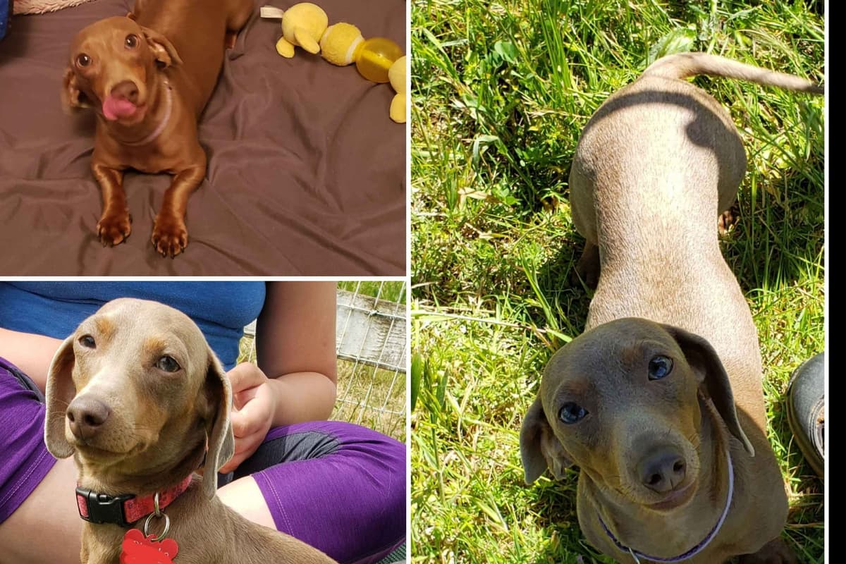 Dachshund Puppies breeder image 6
