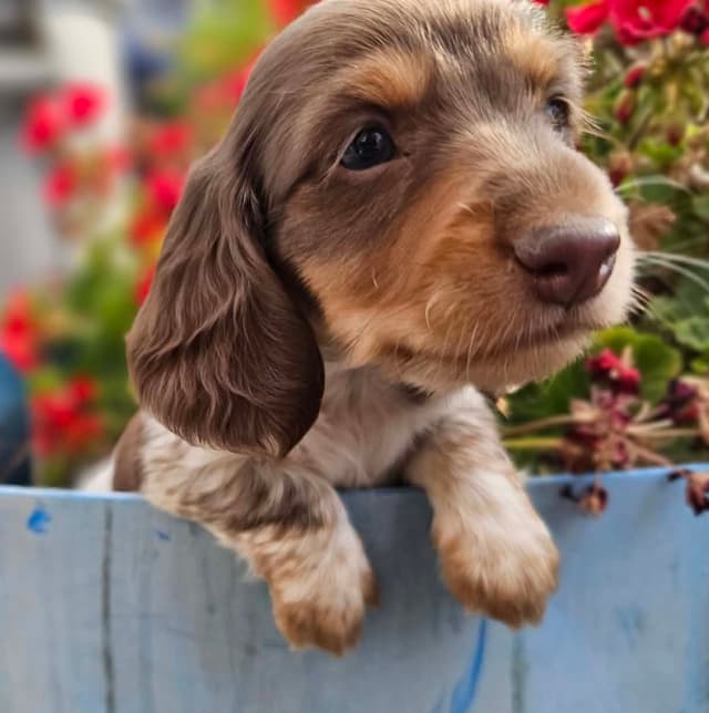 Dachshund Puppies media 3