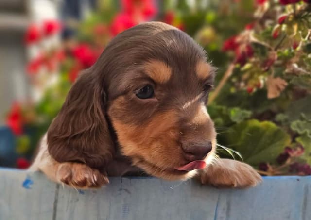 Dachshund Puppies media 2